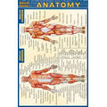 Anatomy- Laminated 3-Panel Info Guide
